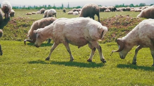 Flock of Sheep Grazing and Eat Grass on Meadow Animals Walk on Field Slow Motion