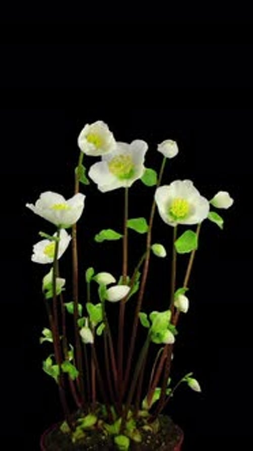 White Flower Blooming Time Lapse on Black
