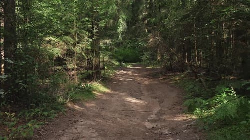 Empty Forest Road Background