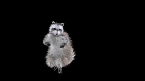 Animated Raccoon Character Dancing with Alpha Channel Loop