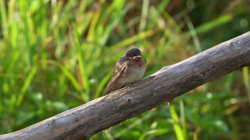 A Welcome Swallow (Hirundo neoxena) perched on a branch in its natural habitat, with fluffed-up