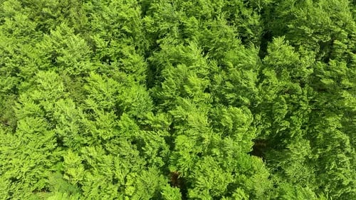 Slow motion aerial view of wind gently moving canopy of green spring forest