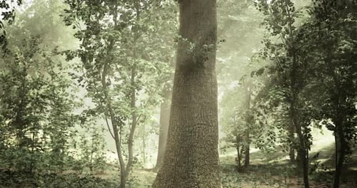 Tall Tree Surrounded By Lush Greenery in a Tranquil Forest Setting