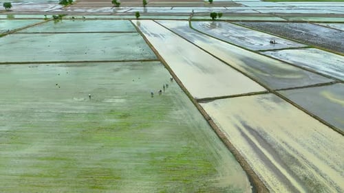 Drone Orbit Around Farmers Working in Green Rice Fields in Thailand