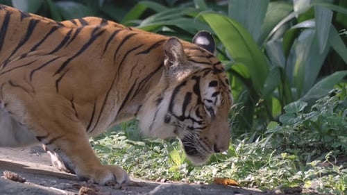 Un tigre malais sort sa langue pour se lécher le nez. - gros plan