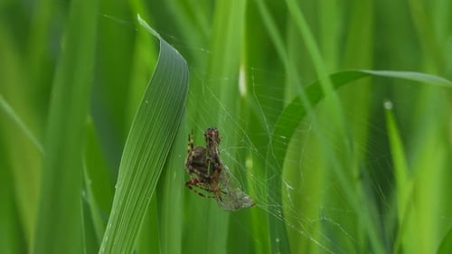 Spider pry - Butterfly - rice grass .web.