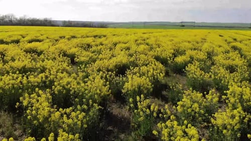 aerial shot of the blooming rapeseed canola field