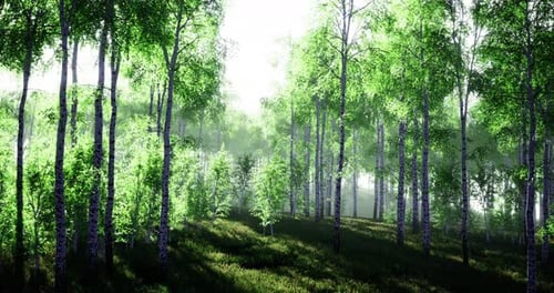 Lush Green Forest with Sunlight Filtering Through Trees in the Early Morning