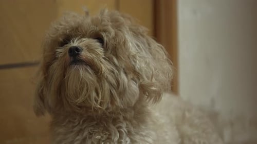 cute expression and confusion cute little dog