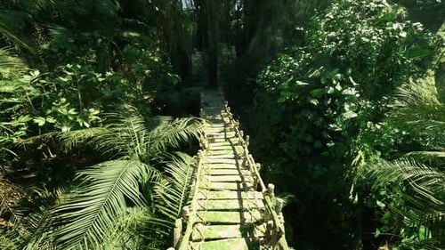 Lebendiges tropisches Grün umgibt die strukturierte Brücke und lädt zu Abenteuern ein