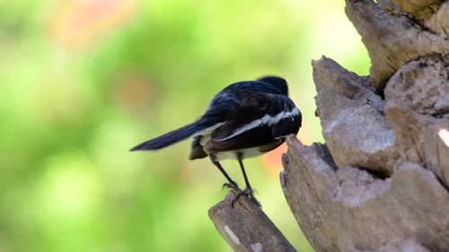 The Oriental magpie-robin is a very common passerine bird in Thailand in which it can be seen anywhe