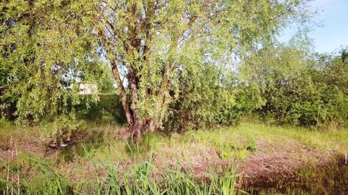 Nature Of Lake Misnitsko 22