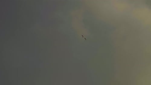 Blick nach oben von zwei Gleitschirmen, die frei im wunderschönen, warmen Sonnenuntergangslicht fliegen