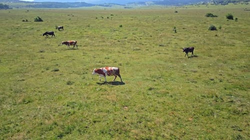 Vue aérienne du troupeau de vaches