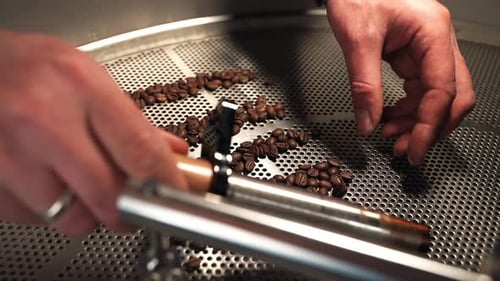 Sorting Roasted Coffee Beans in Factory