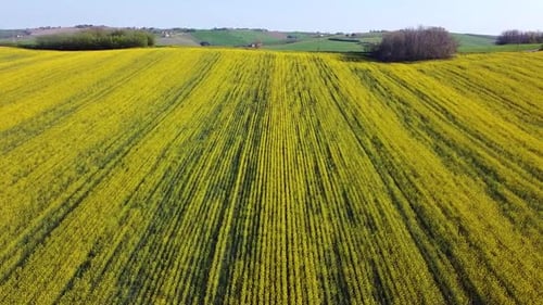 Aerial view of yellow rapessed farm plantation, drone fly above scenic hills landscape