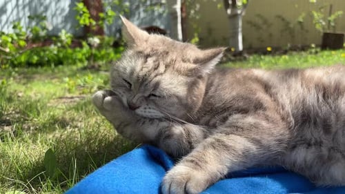 Cat Lies on Blanket Grooming Paw in Sunlight