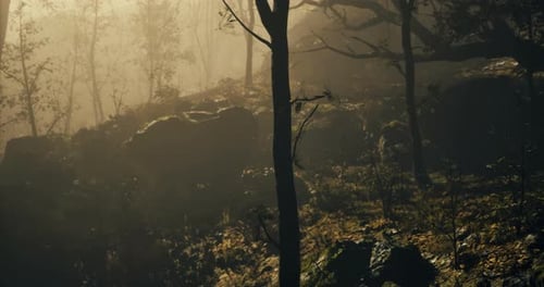 Forest Landscape with Morning Mist and Sunlight Filtering Through Trees