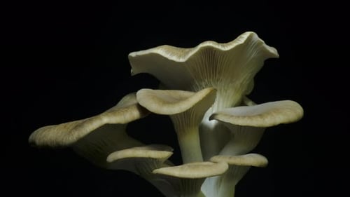 Oyster Mushrooms Close Up on Black Background