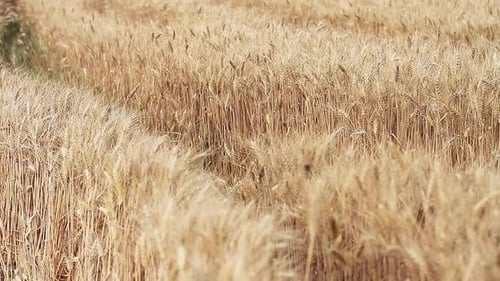 Weizenfeld bereit, mit goldenem Sonnenlicht geerntet zu werden — Stock-Bildmaterial