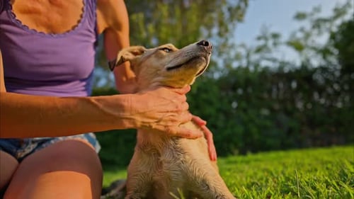 Woman gently holding and stroking her dog’s neck while sitting outdoors on green grass.