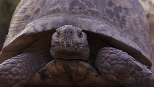 Leopard tortoise pokes head out of shell in moring sun outdoors in nature