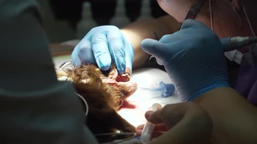 Dental Procedure Cleaning the Teeth of a Dog