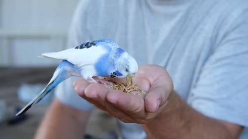 Owner Man Feeding a Budgie Closeup White Blue Budgerigar Perching on the Hand Pet Bird is Eating