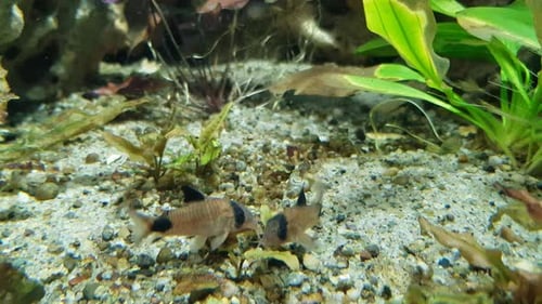 Peces cory panda (Corydoras panda)