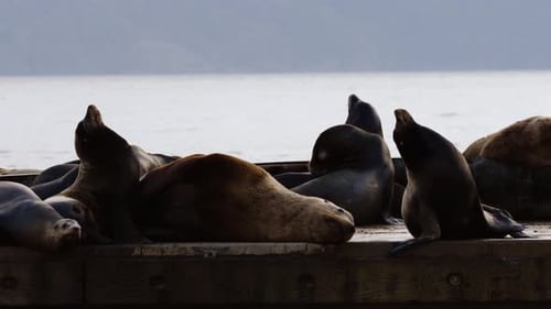 Sea Lions Relaxing on Dock