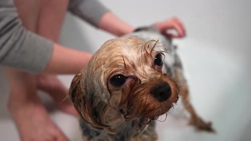 Funny Yorkshire terrier dog in the bathroom. Girl Bathes Dog in bathroom. Close-up