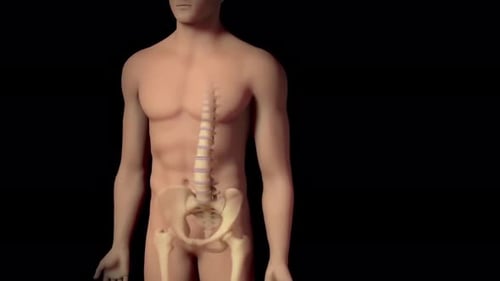 Human Anatomy Bones and Cellular Structure 3D Medical Animation
