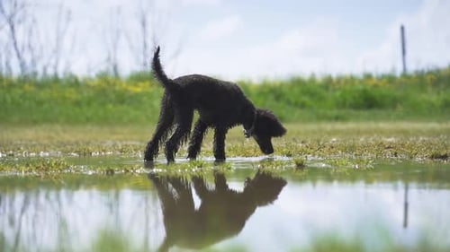 Un lindo perro negro bebe agua del charco