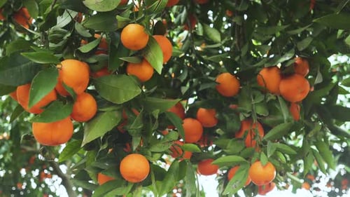 Tangerine garden with ripe tangerine s on the branches on a sunny spring day.