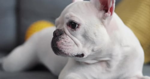 Close Up Face White Cute French Bulldog Lying on Couch Young Looking Sideways Dog House Face Banner