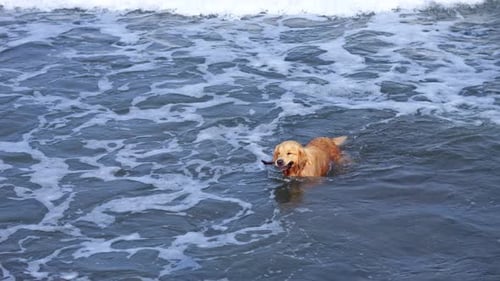 Golden Retriever Swims in Sea and Playfully Jumps in Water