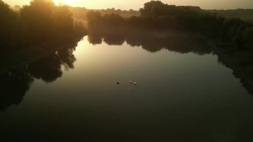 Swans on the lake at sunset. Sunset on the lake in the fields