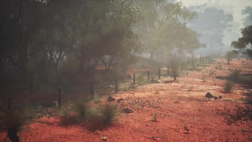 Caminho Encantado: uma jornada sinuosa pela selva australiana