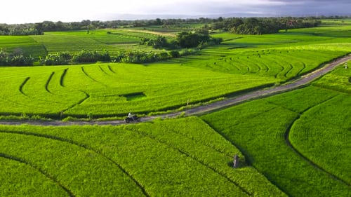 Man Riding Motorcycle Among Incredible Rice Terraces in Bali Aerial View