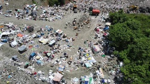 Aerial view of a city dump center full of trash. Herd of cows eating garbage in a landfill. Ecology