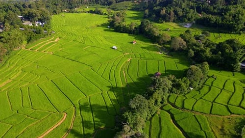 Rohreisfarmland in Nordthailand Reisfeldterrassen in Nordthailand Grüne Reisfelder