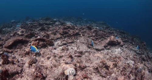 Underwater Diving Scene View with Corals and Tropical Fish in Deep Ocean