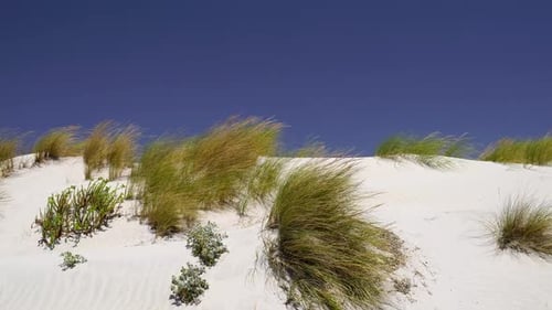 Grass growing on a white sand dune close to the windy coast of sardinia, Italy