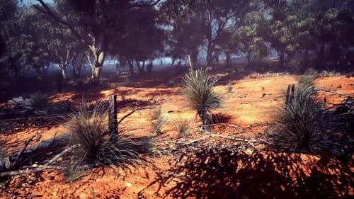 Bright Sun Illuminates Arid Fields Dotted with Bushes and Rich Soil