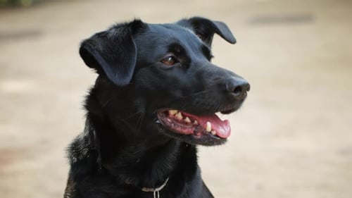 Close-Up of a Black Short-Haired Dog