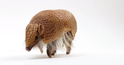 Armadillo walks towards camera - isolated on white background - close up
