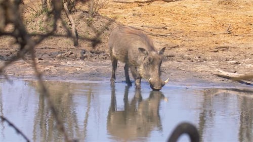 Warthog drinking in waterhole , Africa