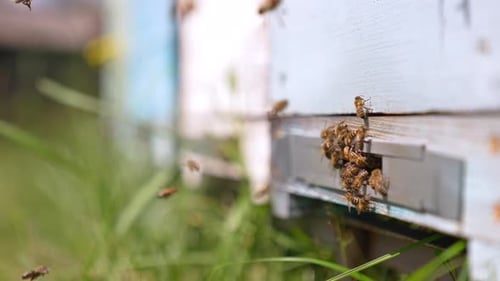 Bees coming back home carrying pollen to their cells. Insects crowding at the entering to the hive.