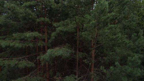 Wald-Hintergrund Kiefern mit Tannenzapfen