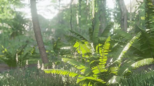 Jungle Forest Trees in Deep Fog